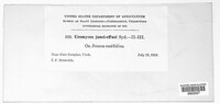 Uromyces junci-effusi image